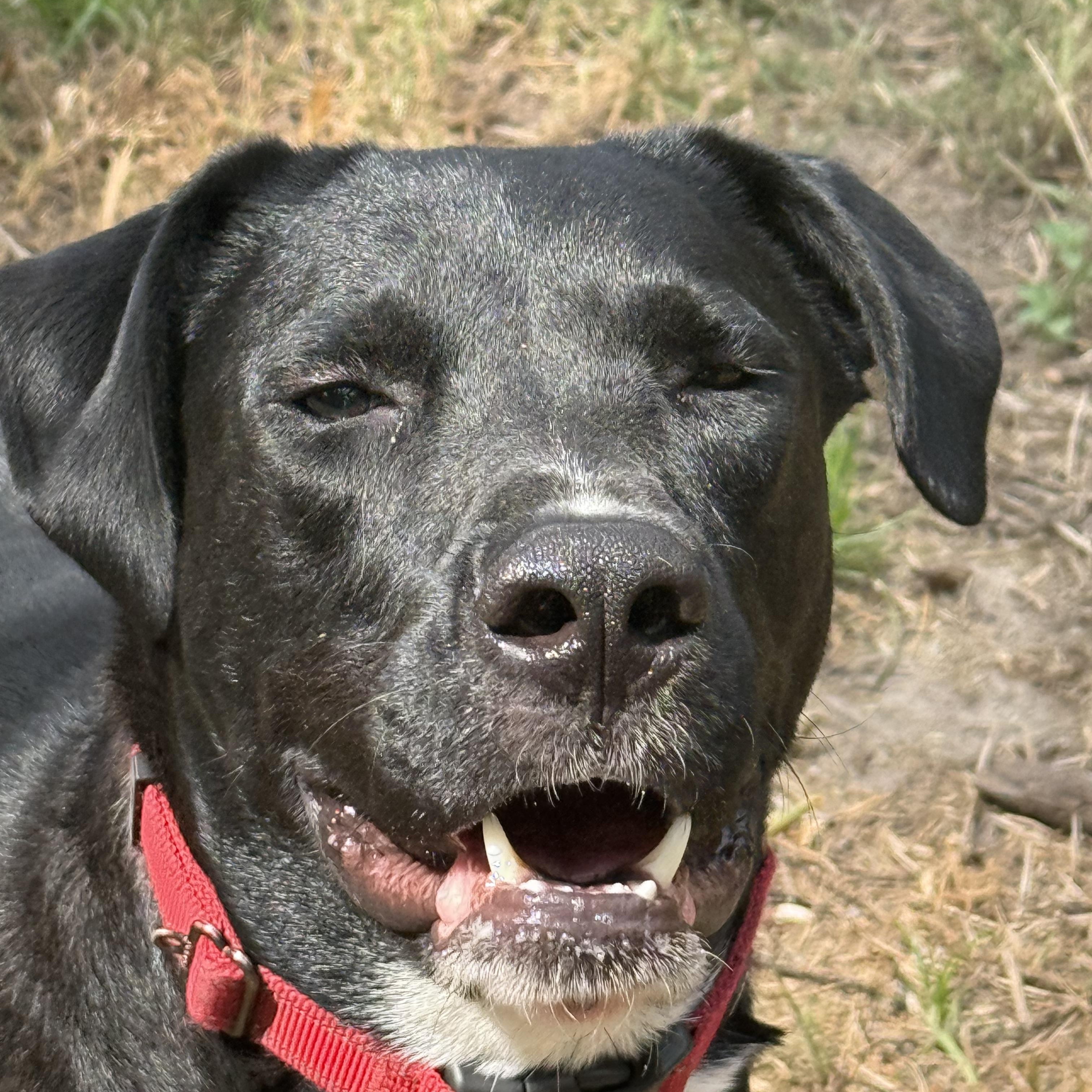 Winston, an adoptable mixed breed in Leesville, LA image 6/6