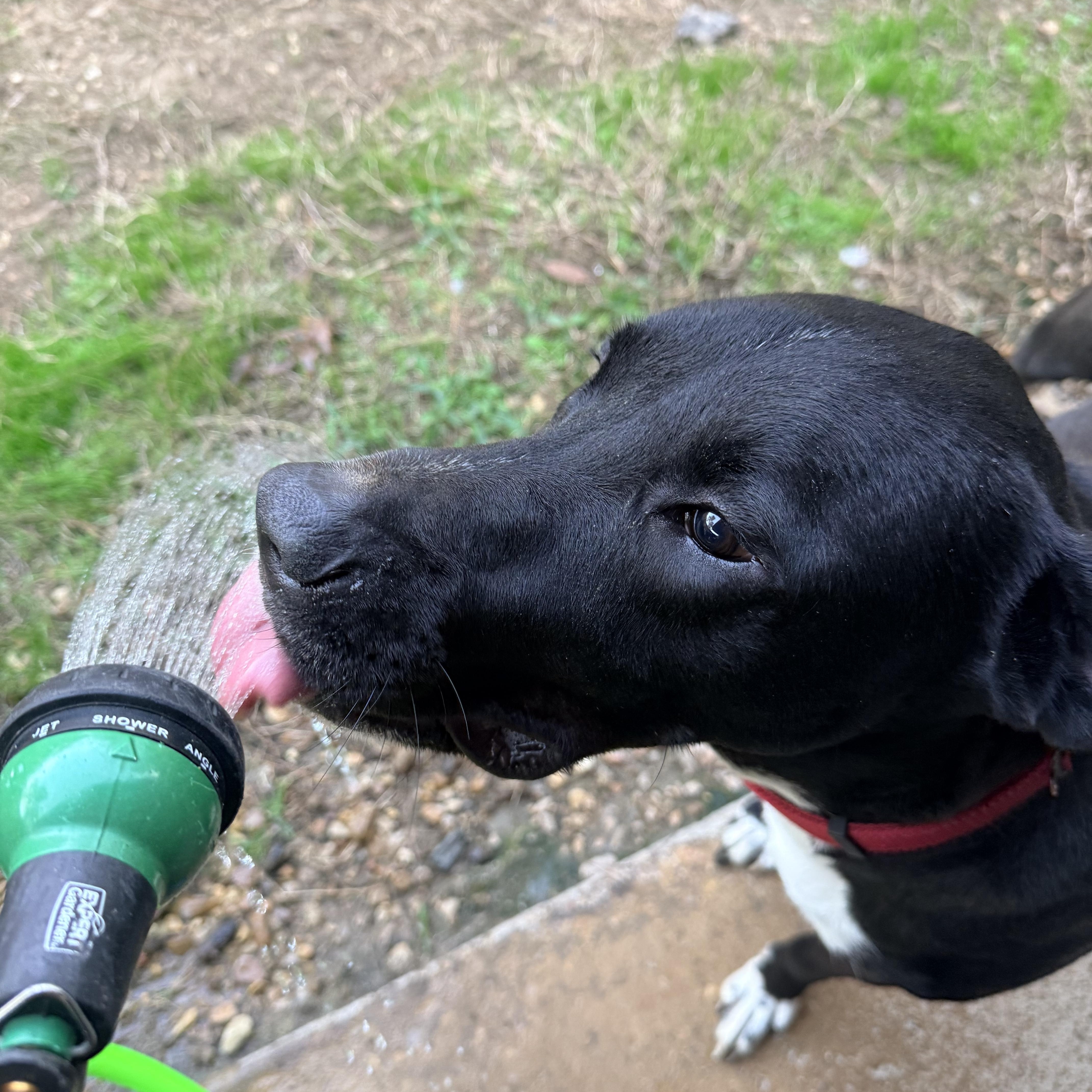 Enlarge Winston, an adoptable mixed breed in Leesville, LA image 2/6