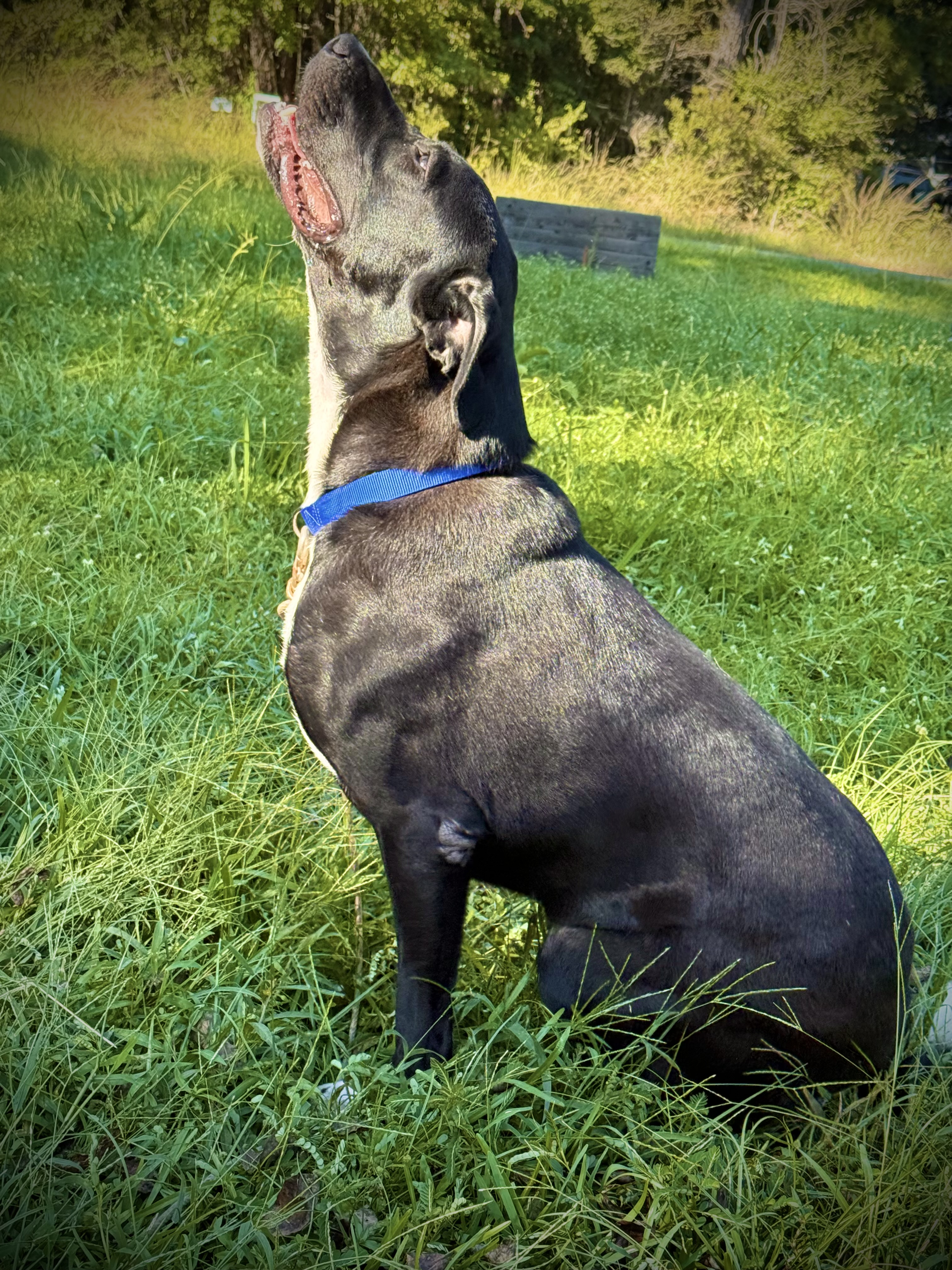 Winston, an adoptable Bull Terrier, German Shepherd Dog in Leesville, LA, 71446 | Photo Image 3