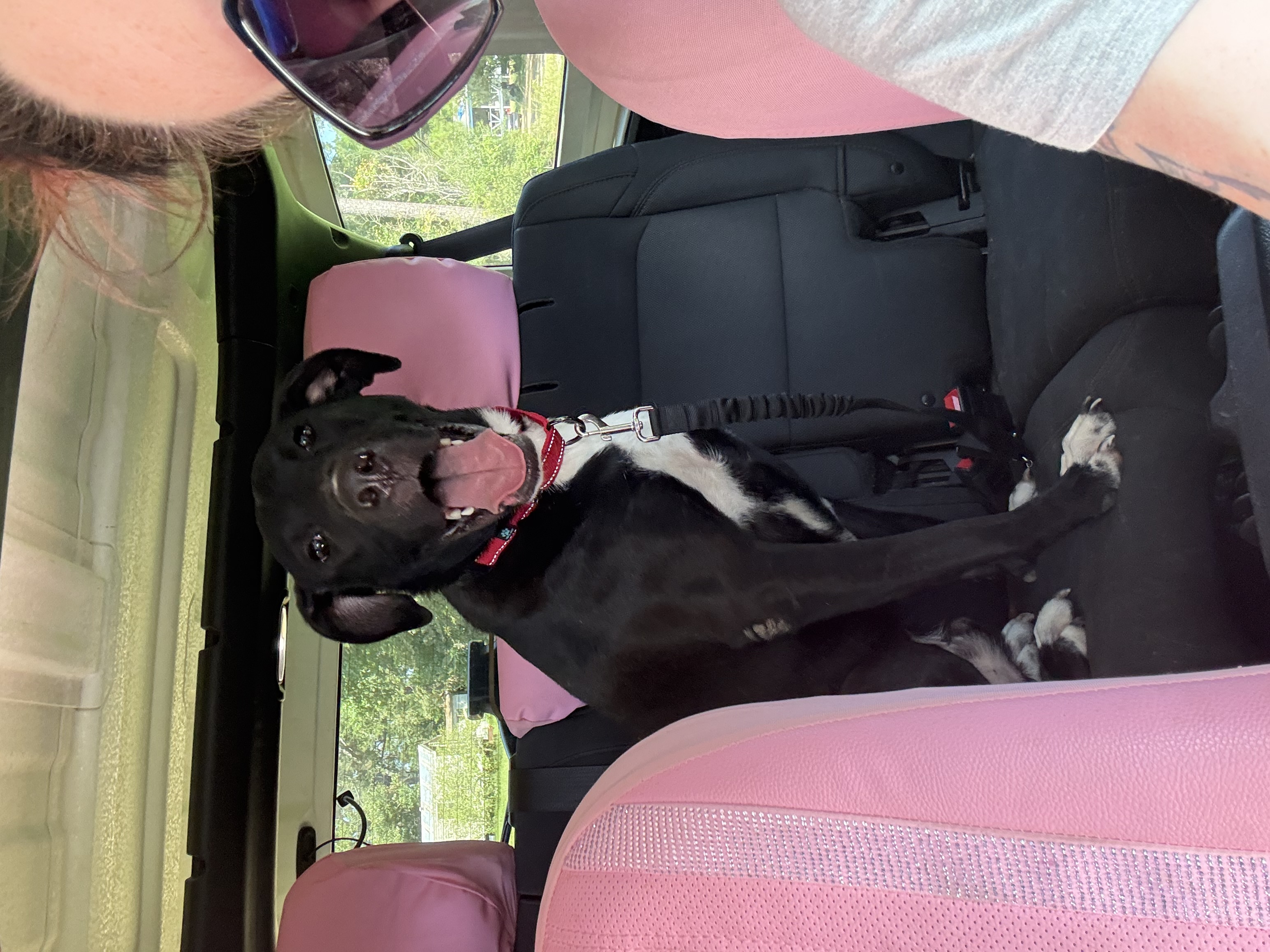 Winston, an adoptable Bull Terrier, German Shepherd Dog in Leesville, LA, 71446 | Photo Image 4