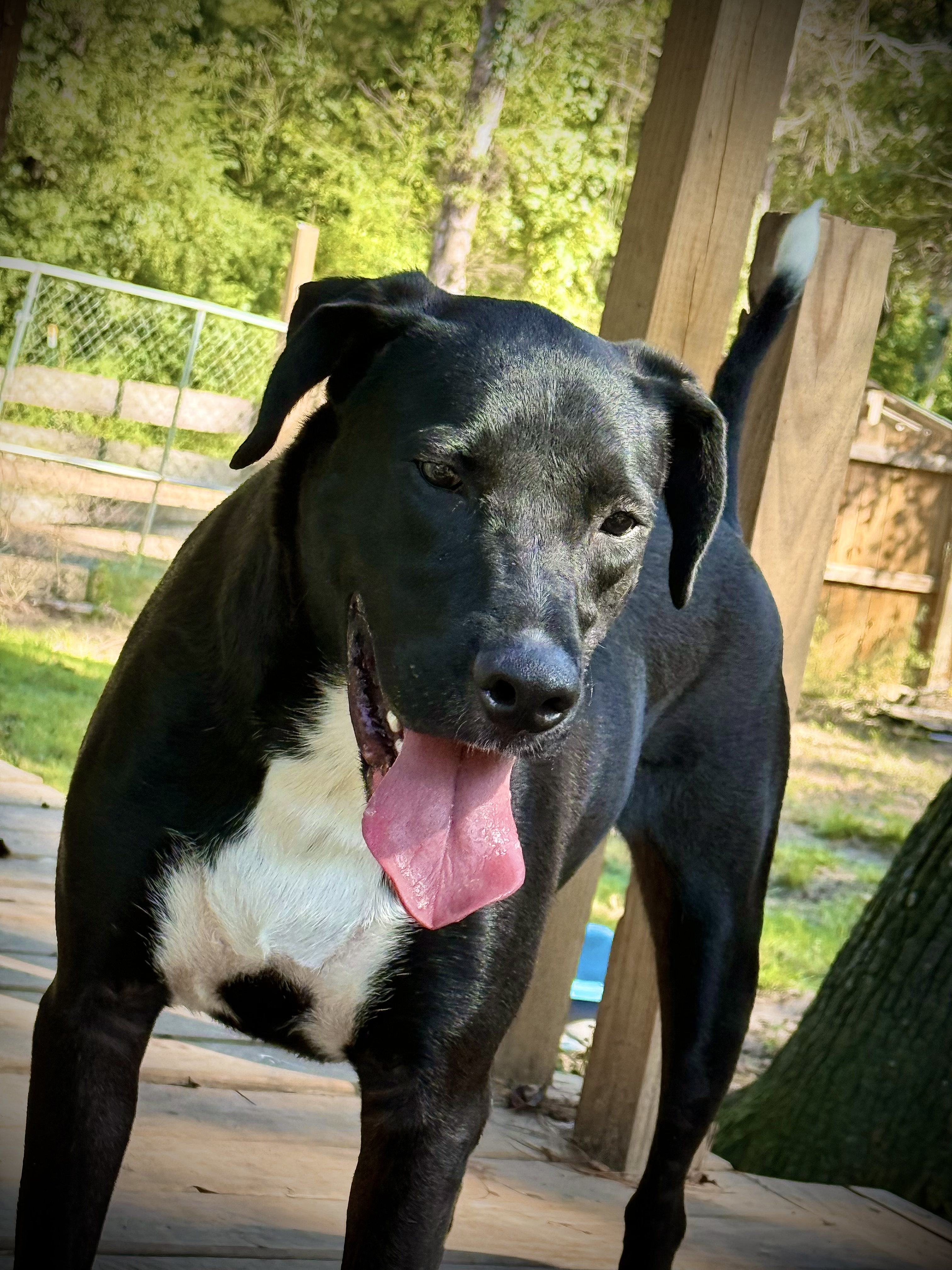 Winston, an adoptable Bull Terrier, German Shepherd Dog in Leesville, LA, 71446 | Photo Image 5