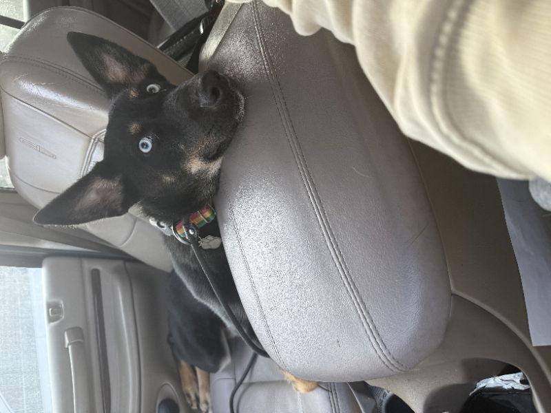 Enlarge Koa, a Adopted mixed breed in San Diego, CA image 1/3