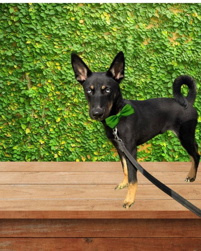 Enlarge Koa, a Adopted mixed breed in San Diego, CA image 2/3