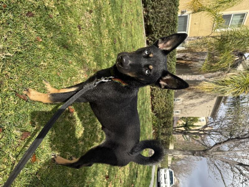 Enlarge Koa, a Adopted mixed breed in San Diego, CA image 3/3