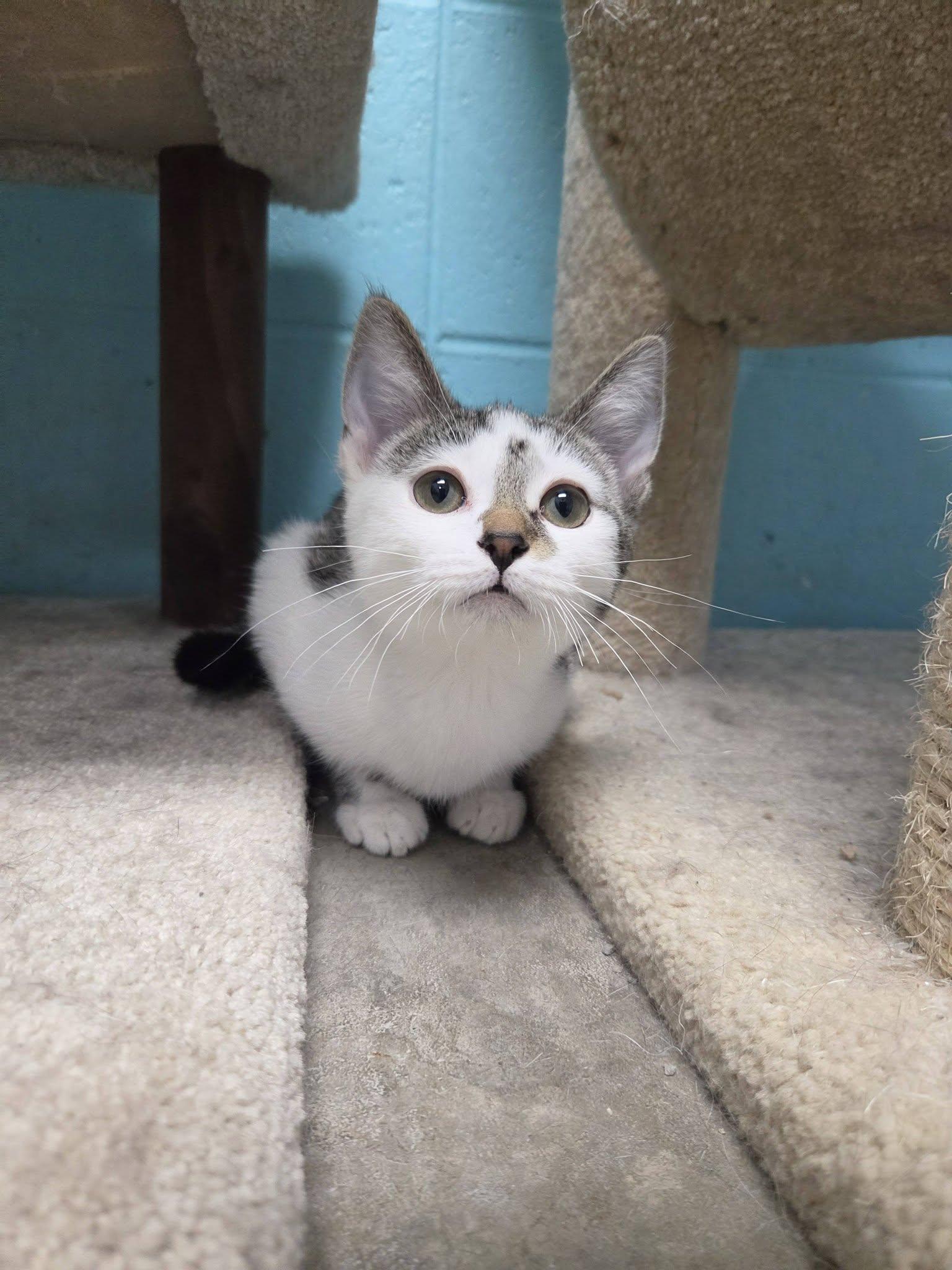 Enlarge Woogie, an adopted Domestic Short Hair in Chilton, WI image 3/6