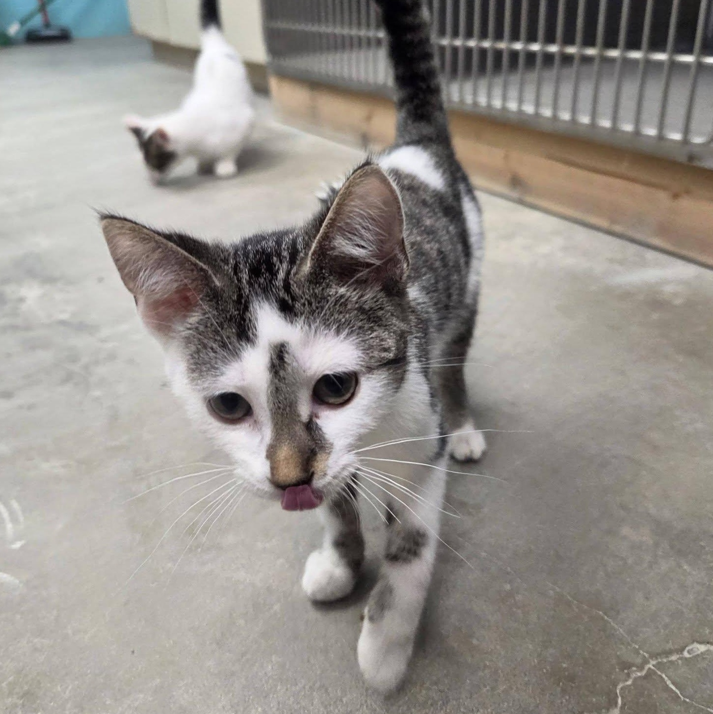 Enlarge Woogie, an adopted Domestic Short Hair in Chilton, WI image 6/6