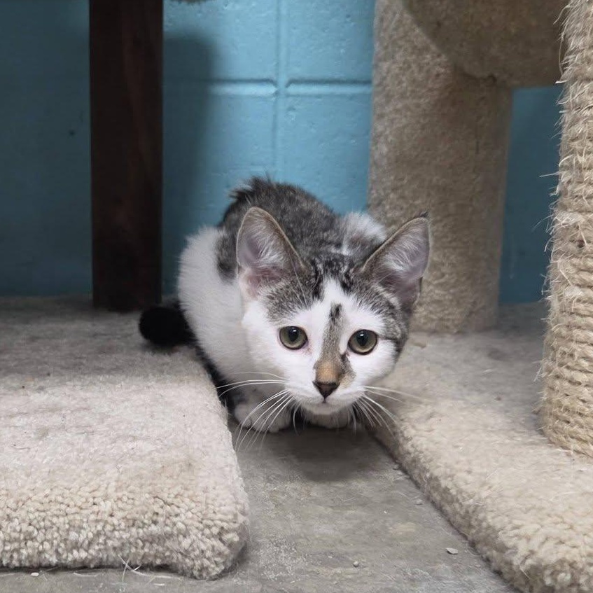 Enlarge Woogie, an adopted Domestic Short Hair in Chilton, WI image 5/6