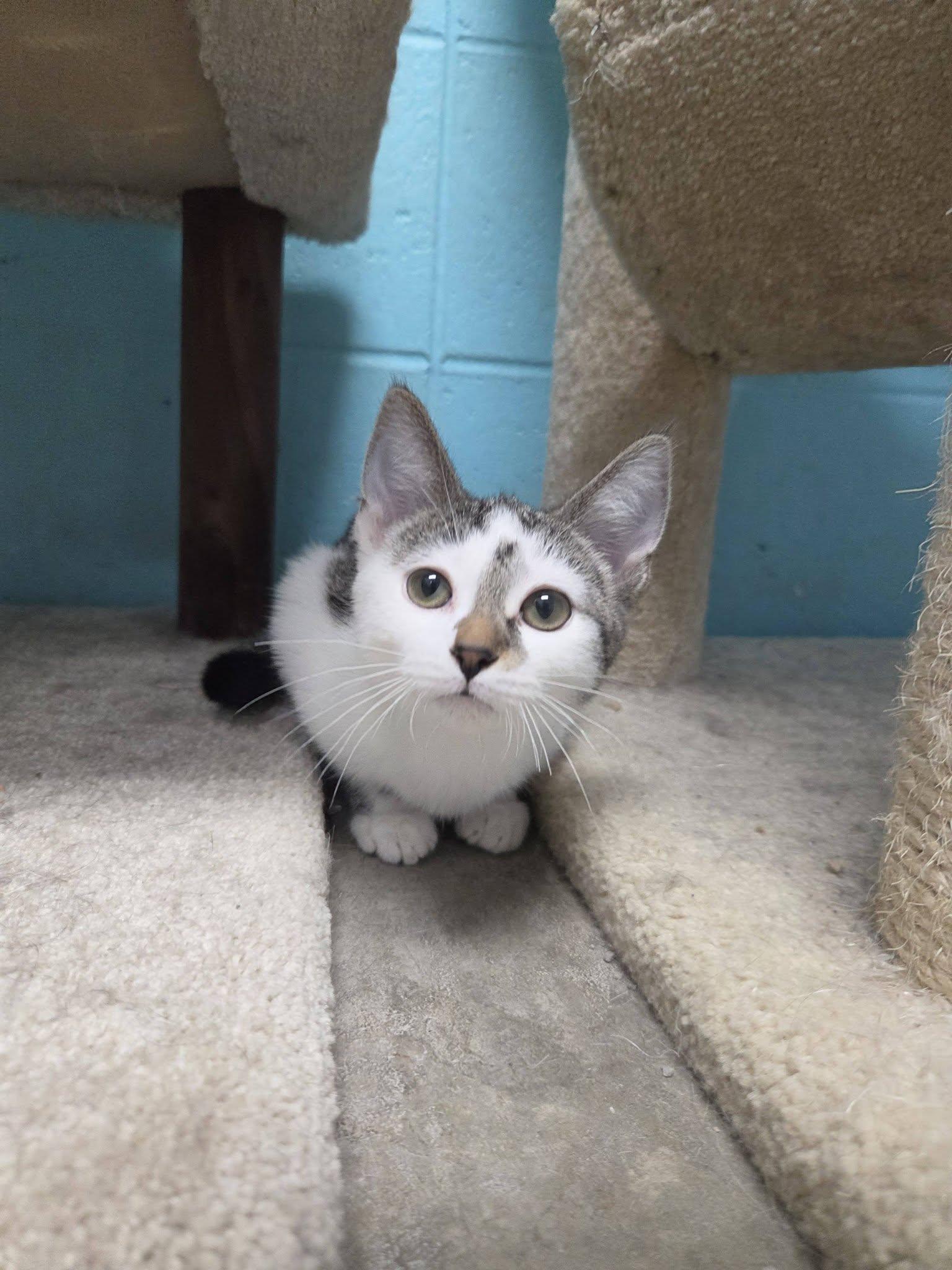 Enlarge Woogie, an adopted Domestic Short Hair in Chilton, WI image 4/6