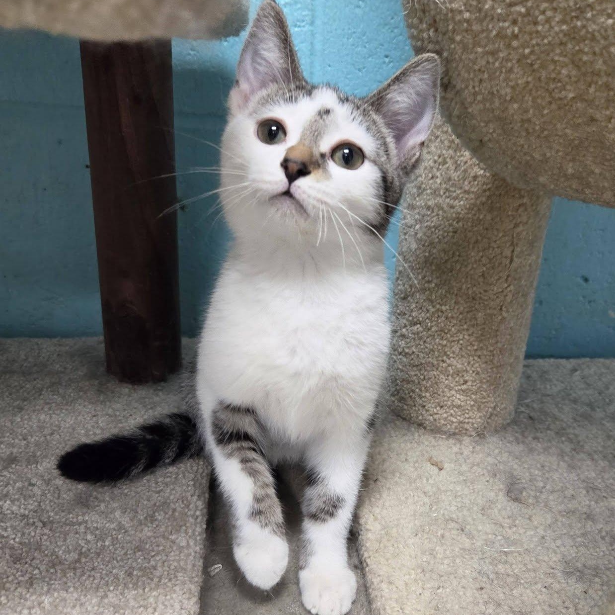 Woogie, adopted, Young Male Domestic Short Hair.