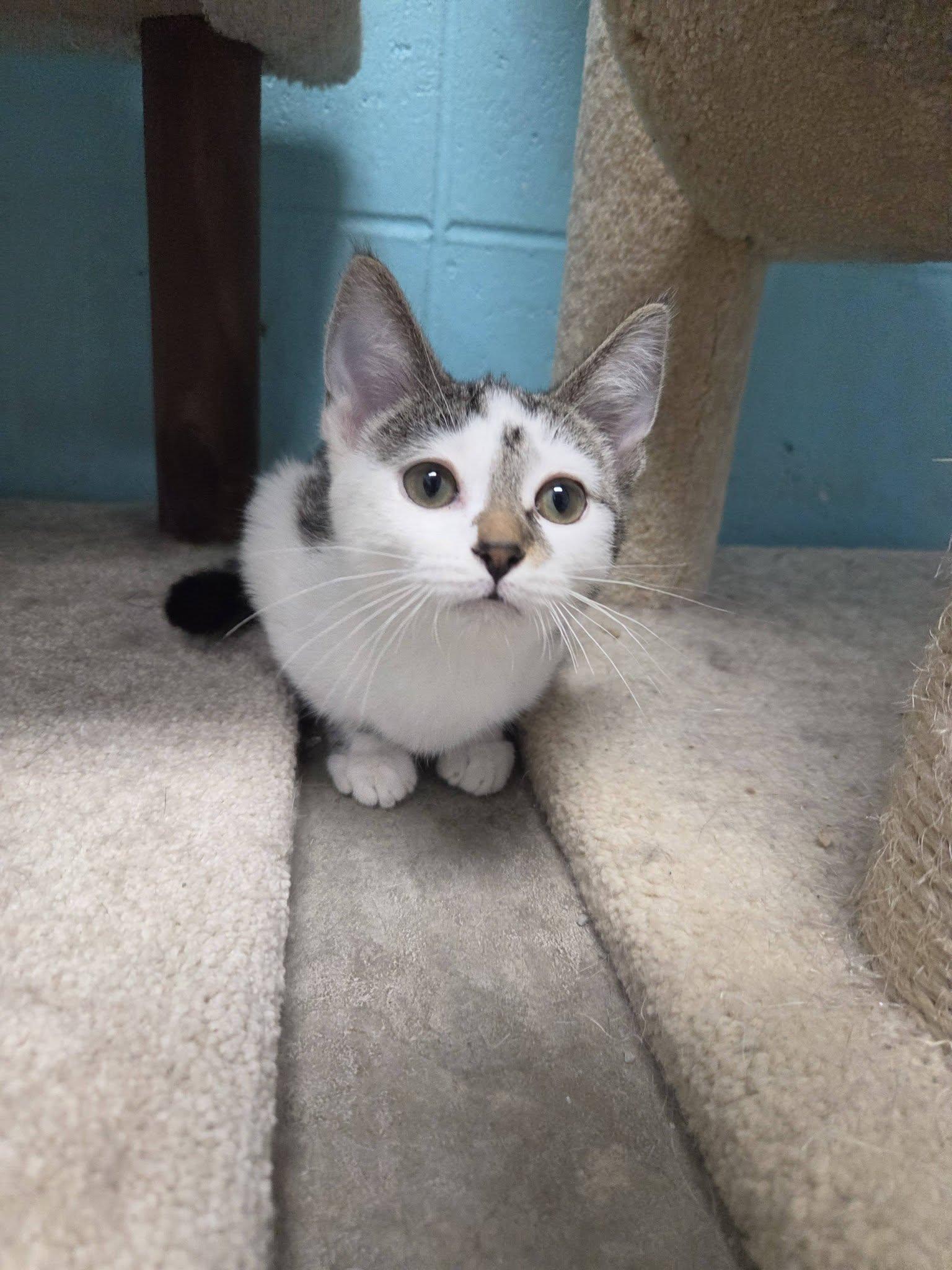 Enlarge Woogie, an adopted Domestic Short Hair in Chilton, WI image 2/6