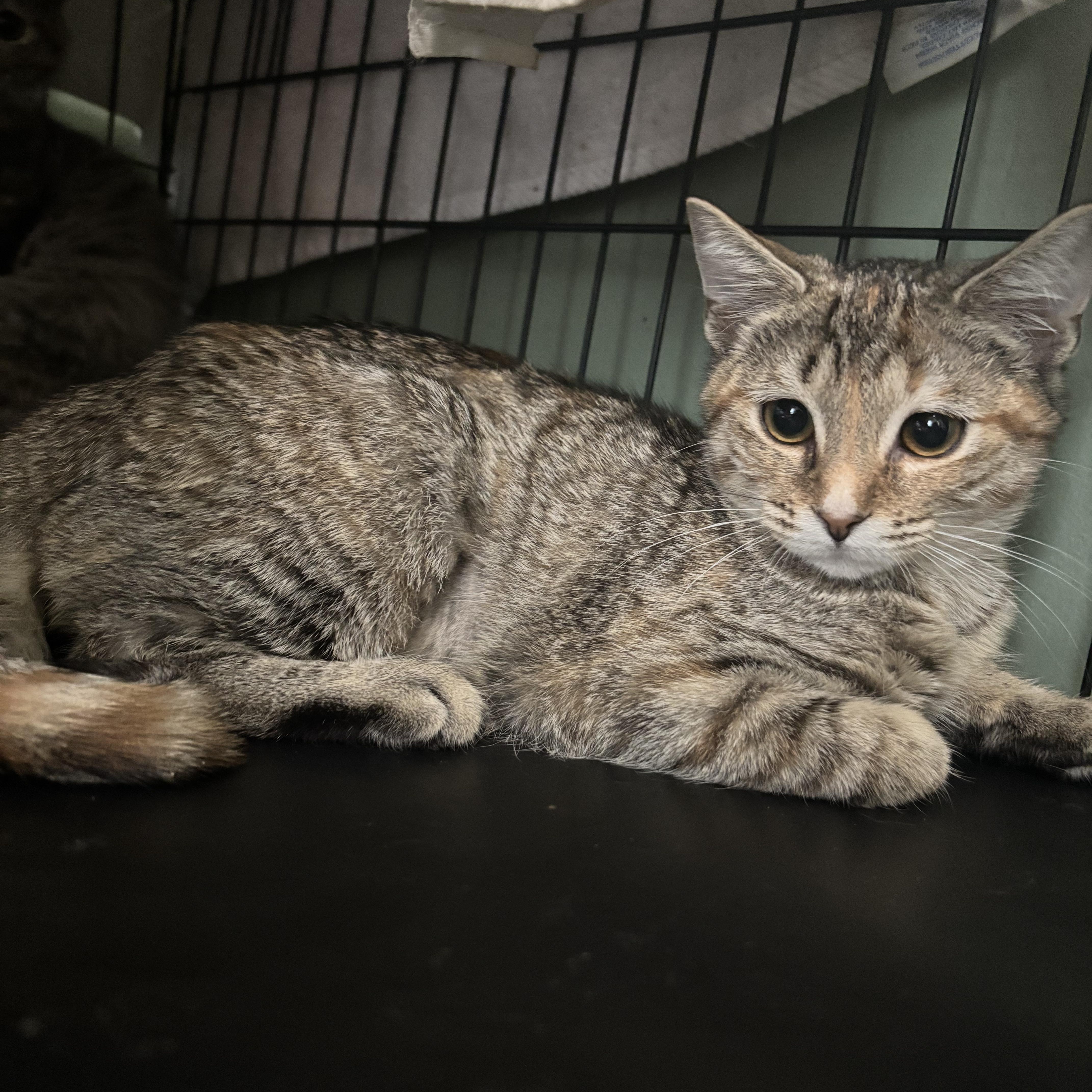 Enlarge Bell Pepper, a Adoptable Domestic Short Hair in Richmond, VA image 1/1