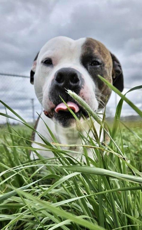 Wheatland, a Adoptable mixed breed in McMinnville, OR image 1/2