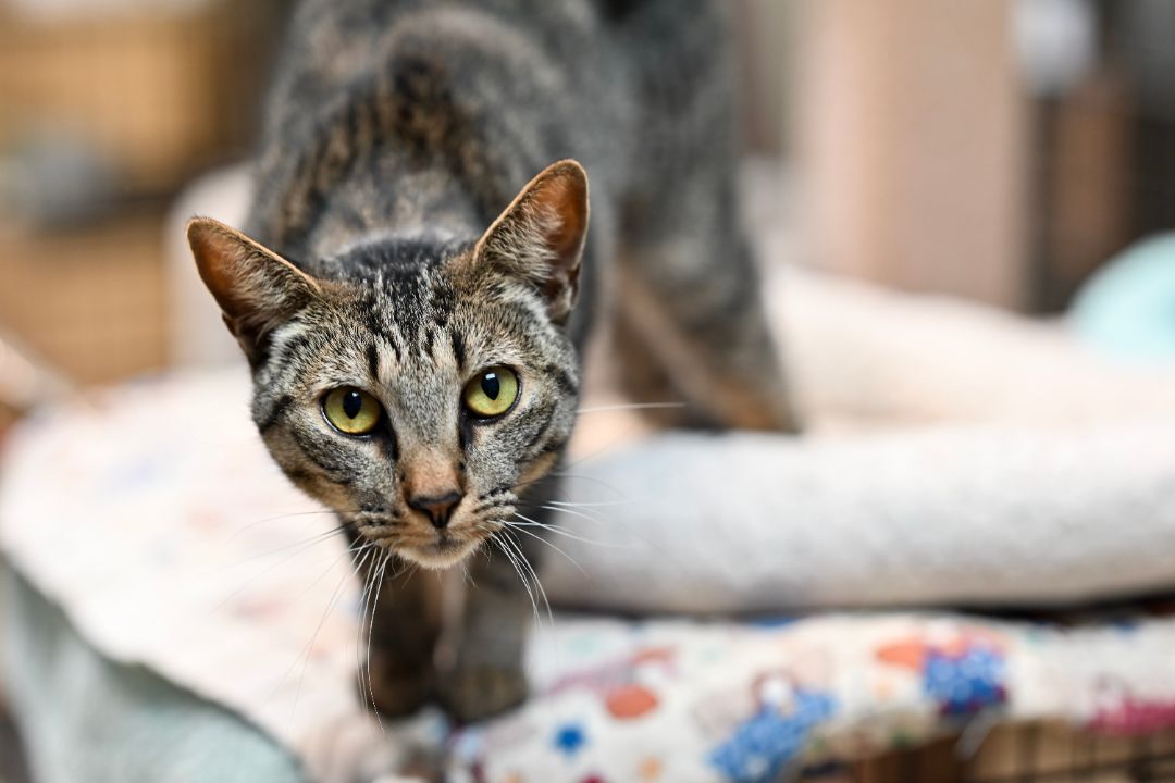 Enlarge Arik, a Adoptable Domestic Short Hair in Lago Vista, TX image 9/10