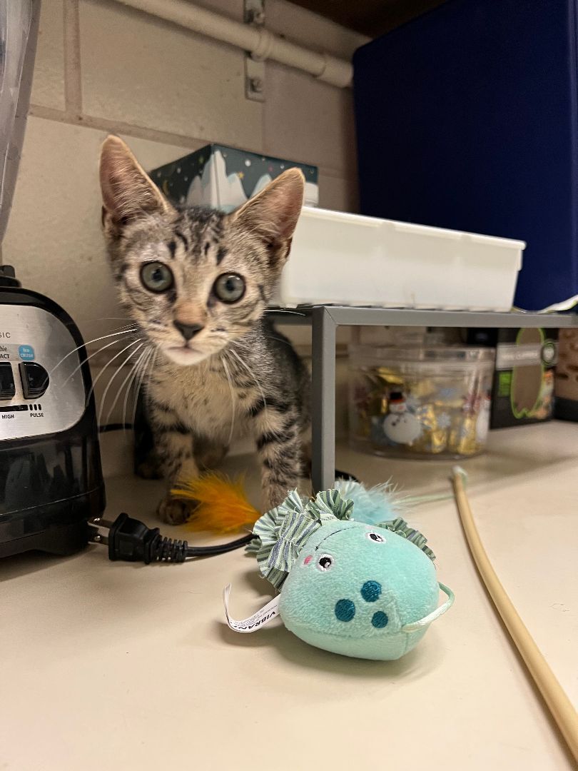 Enlarge Arik, a Adoptable Domestic Short Hair in Lago Vista, TX image 10/10