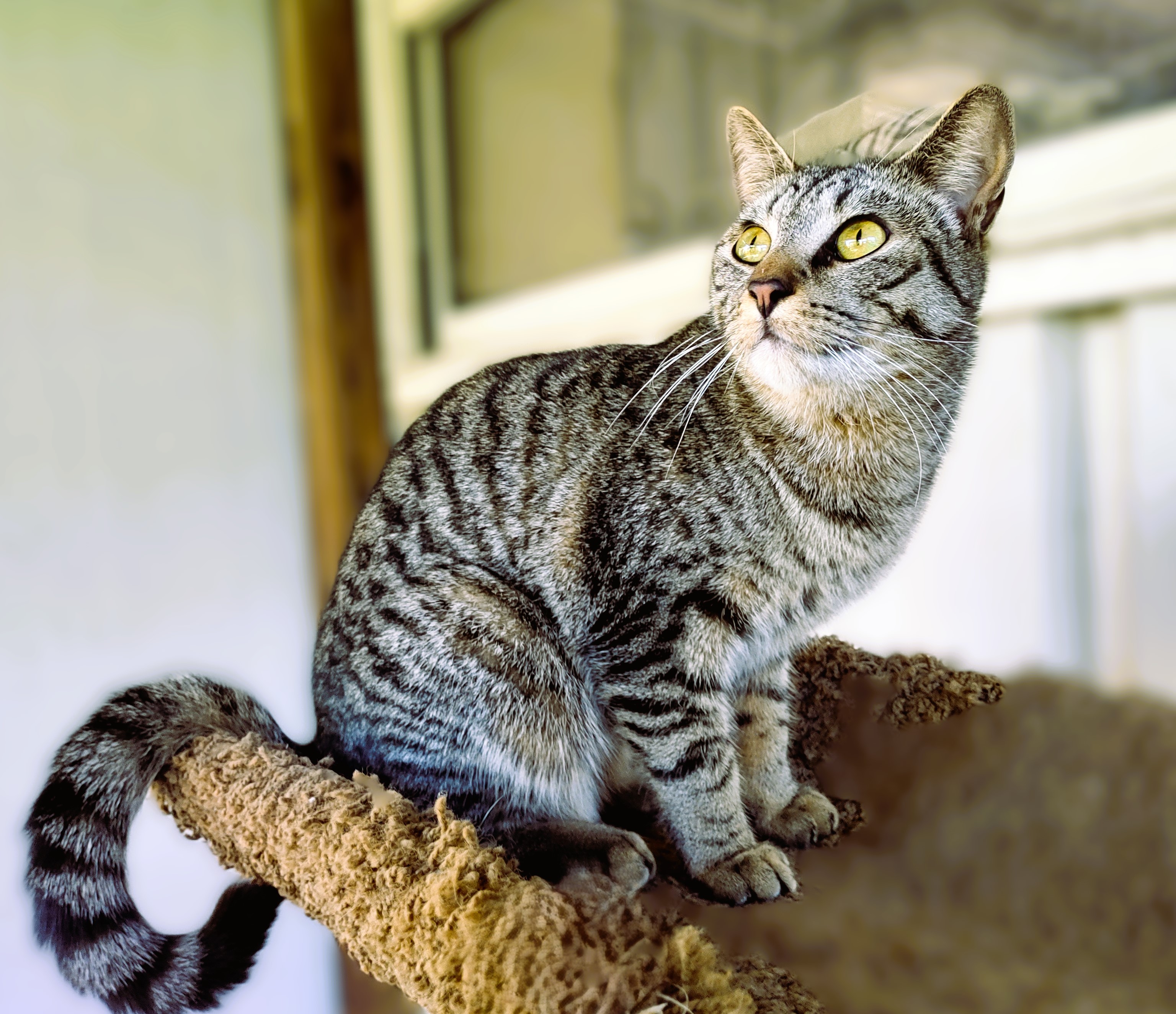 Arik, Adoptable, Young Male Domestic Short Hair.