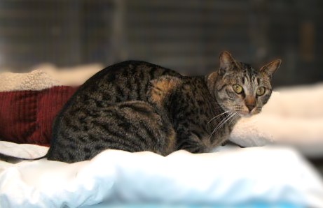 Enlarge Arik, a Adoptable Domestic Short Hair in Lago Vista, TX image 7/10