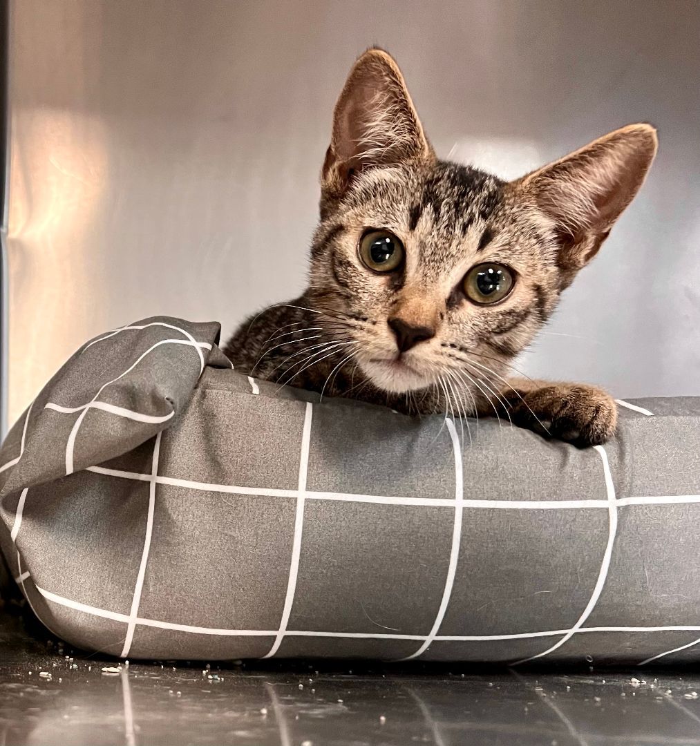 Enlarge Arik, a Adoptable Domestic Short Hair in Lago Vista, TX image 8/10