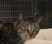 Arik, a Adoptable Domestic Short Hair in Lago Vista, TX image 6/10