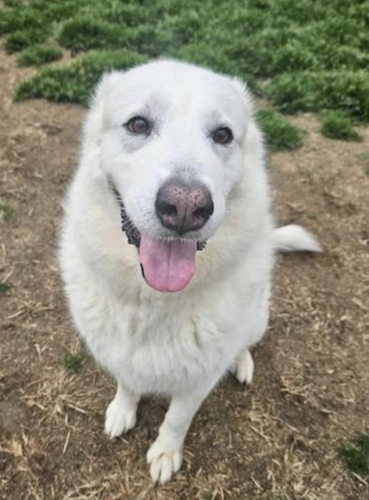 Opal, Adoptable, Adult Female Great Pyrenees.