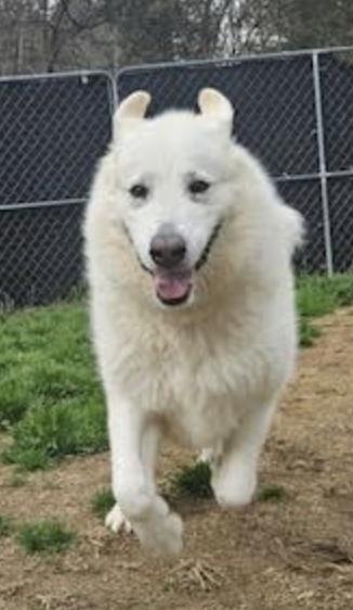 Opal, Adoptable, Adult Female Great Pyrenees.