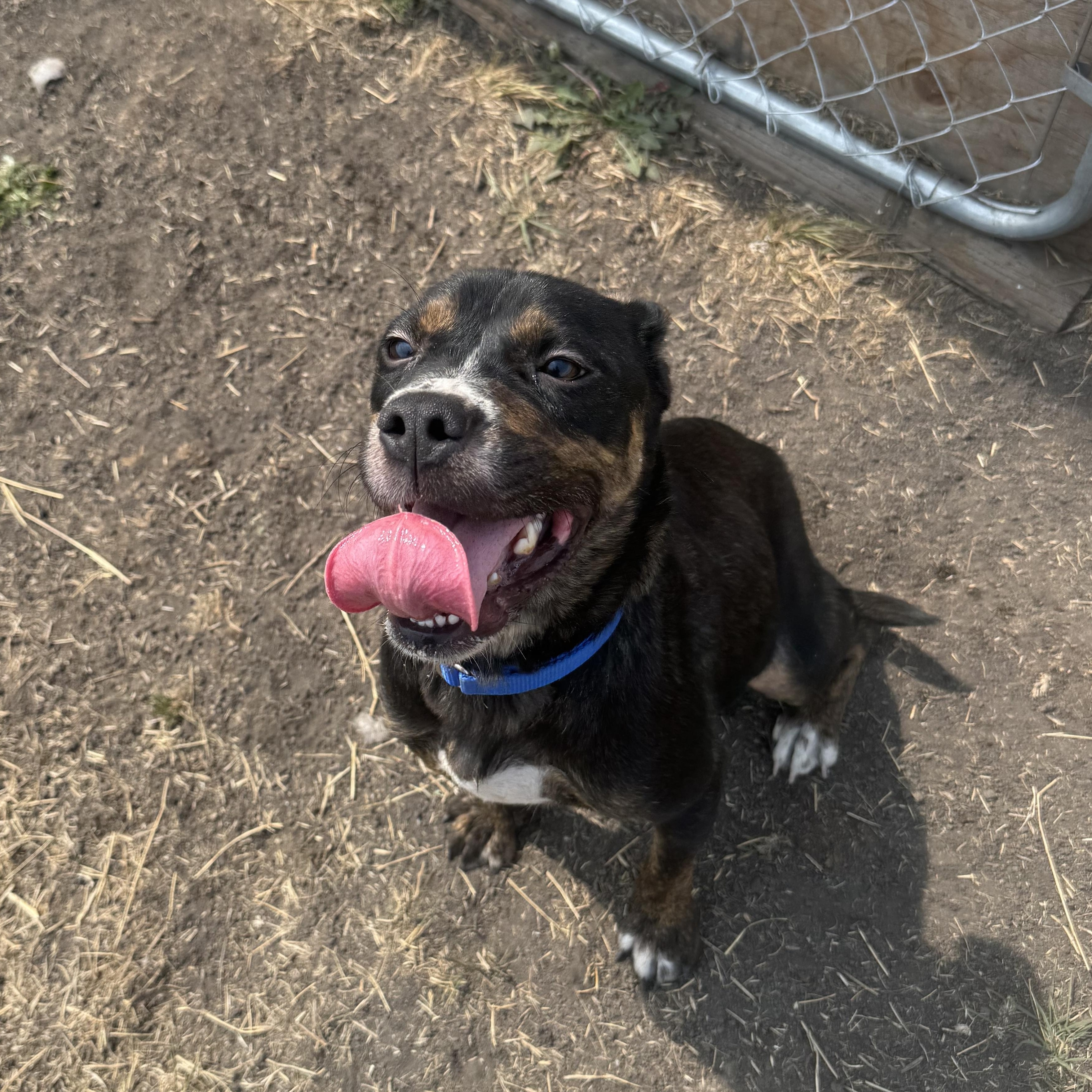 Lyla, ADOPTABLE, Adult Female Mixed Breed.