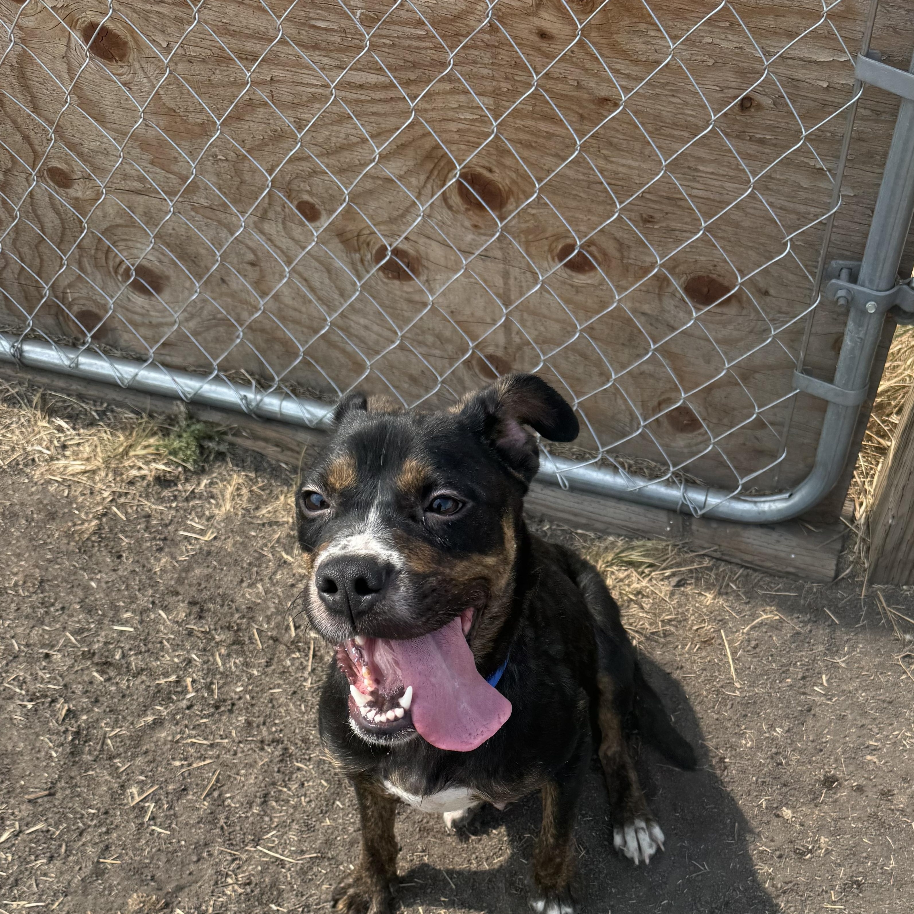 Lyla, a ADOPTABLE Mixed Breed in La Grande, OR image 2/2