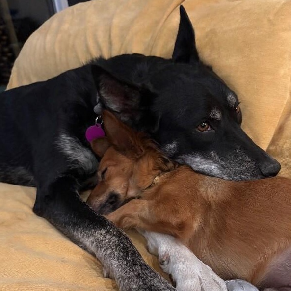 Trixie Snuggles — thumbnail 3