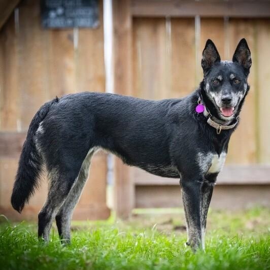 Trixie Snuggles — thumbnail 5