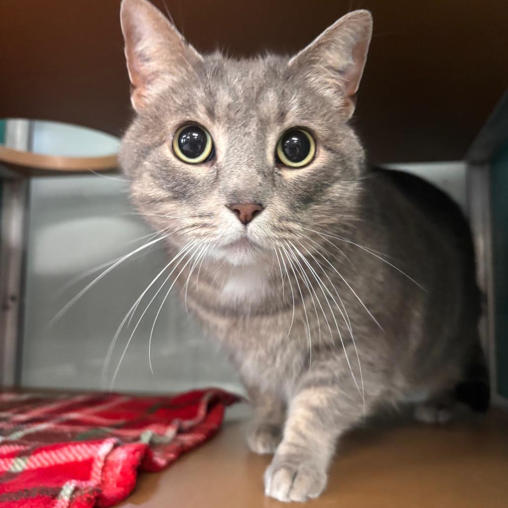 Lady, Adoptable, Adult Female Domestic Short Hair.