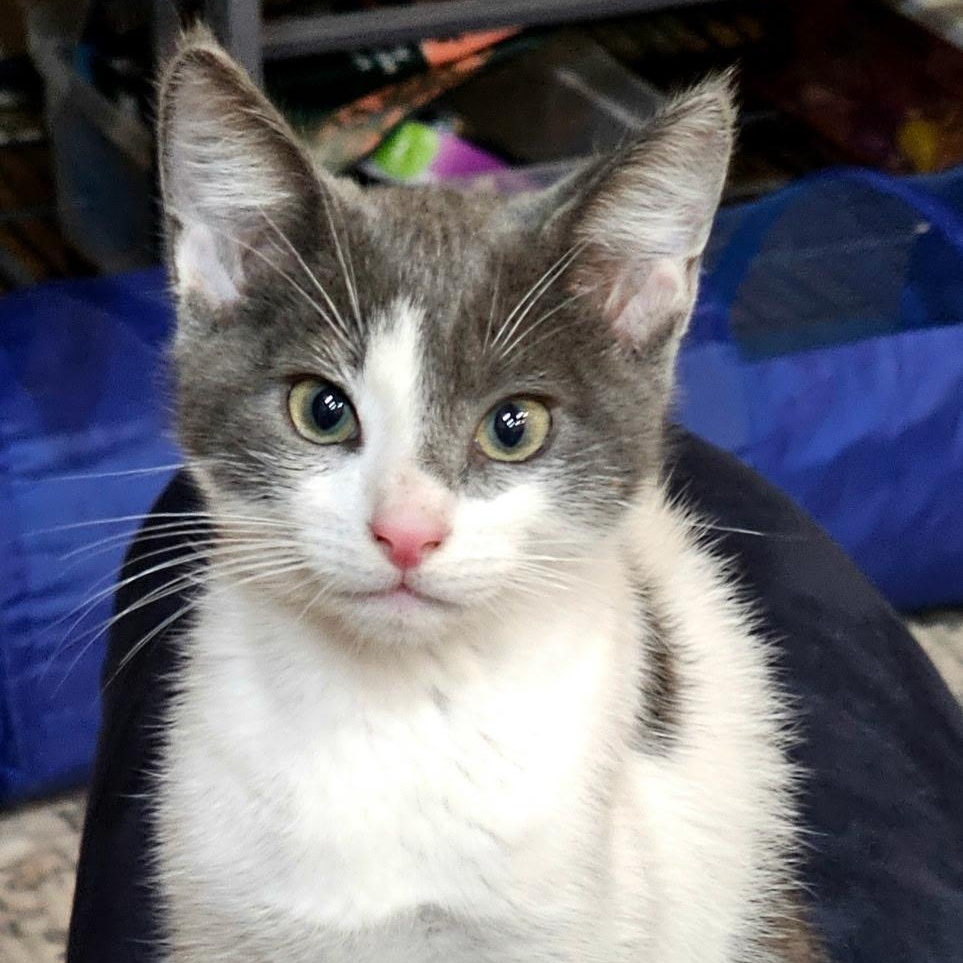 Jax, adoptable, Kitten Male Domestic Short Hair.