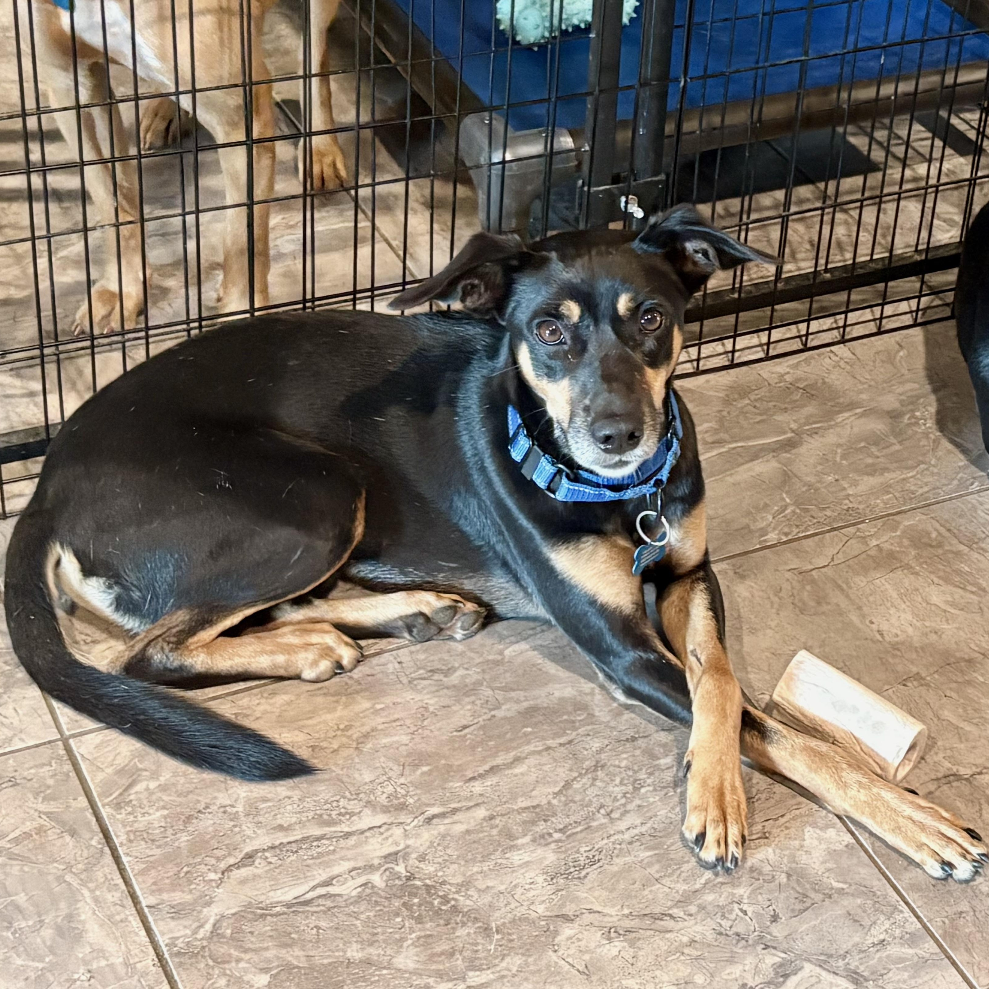 Nero, Adopted, Young Male Labrador Retriever & Doberman Pinscher.