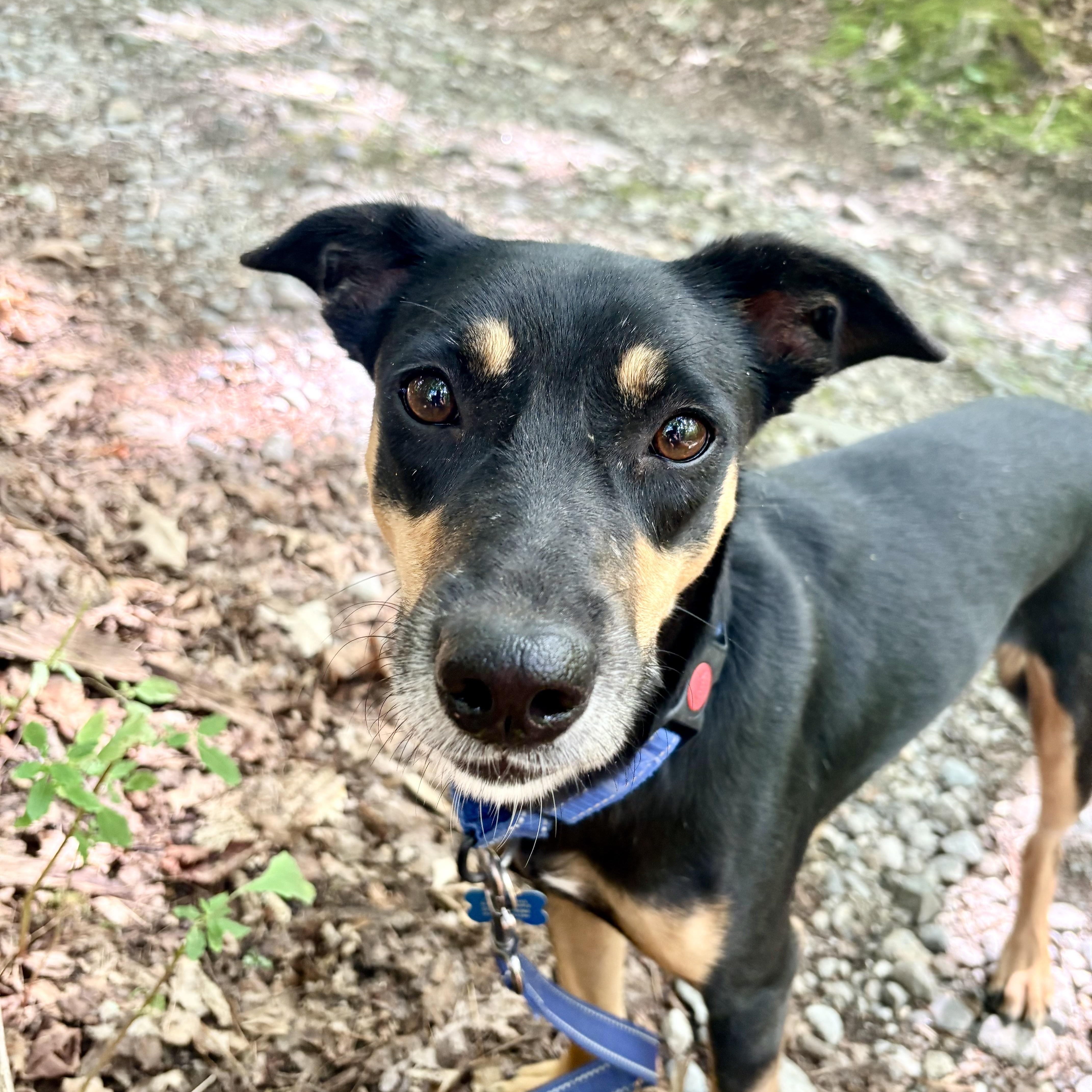 Enlarge Nero, a Adopted mixed breed in Weare, NH image 6/6