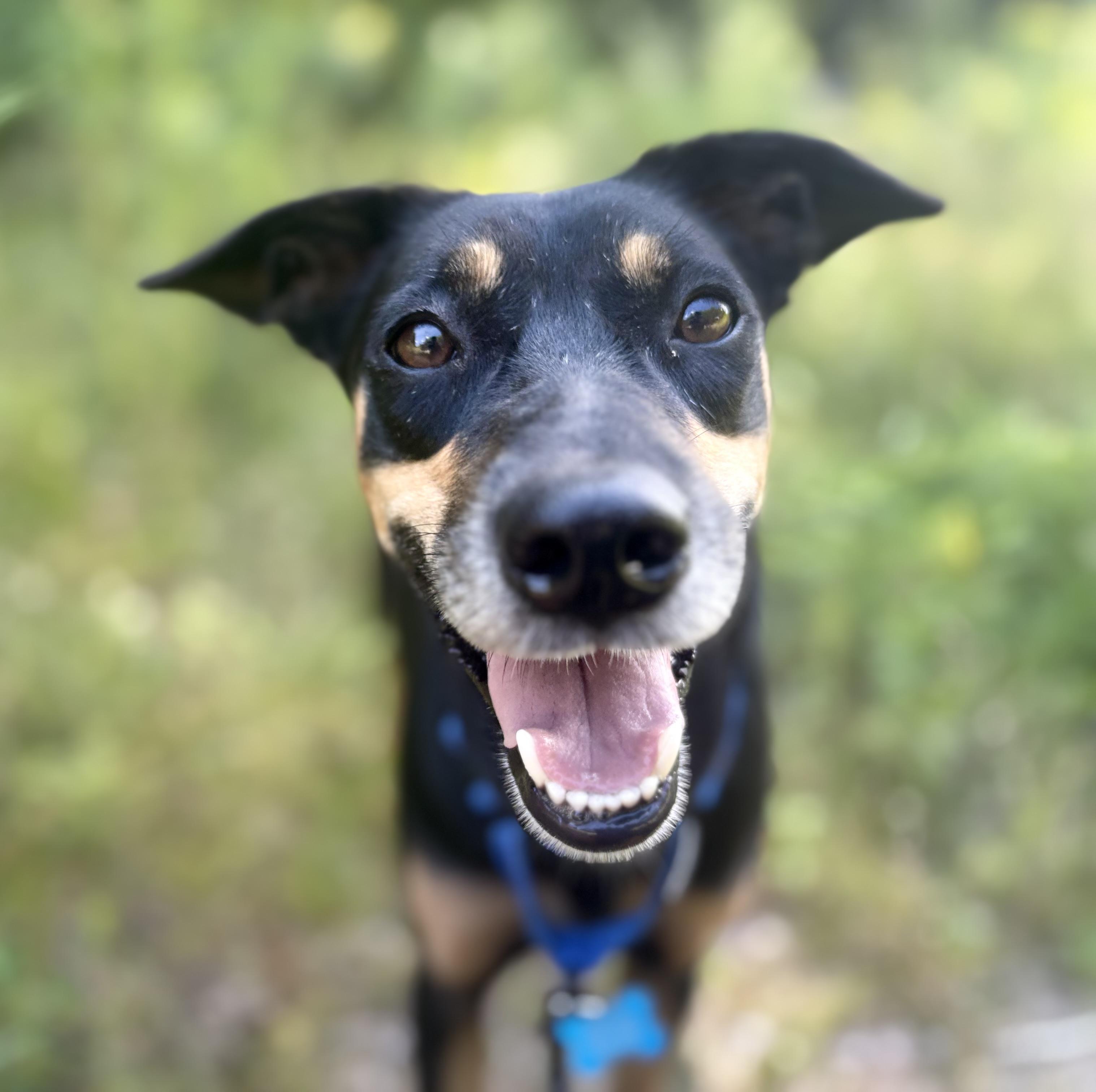 Enlarge Nero, a Adopted mixed breed in Weare, NH image 4/6