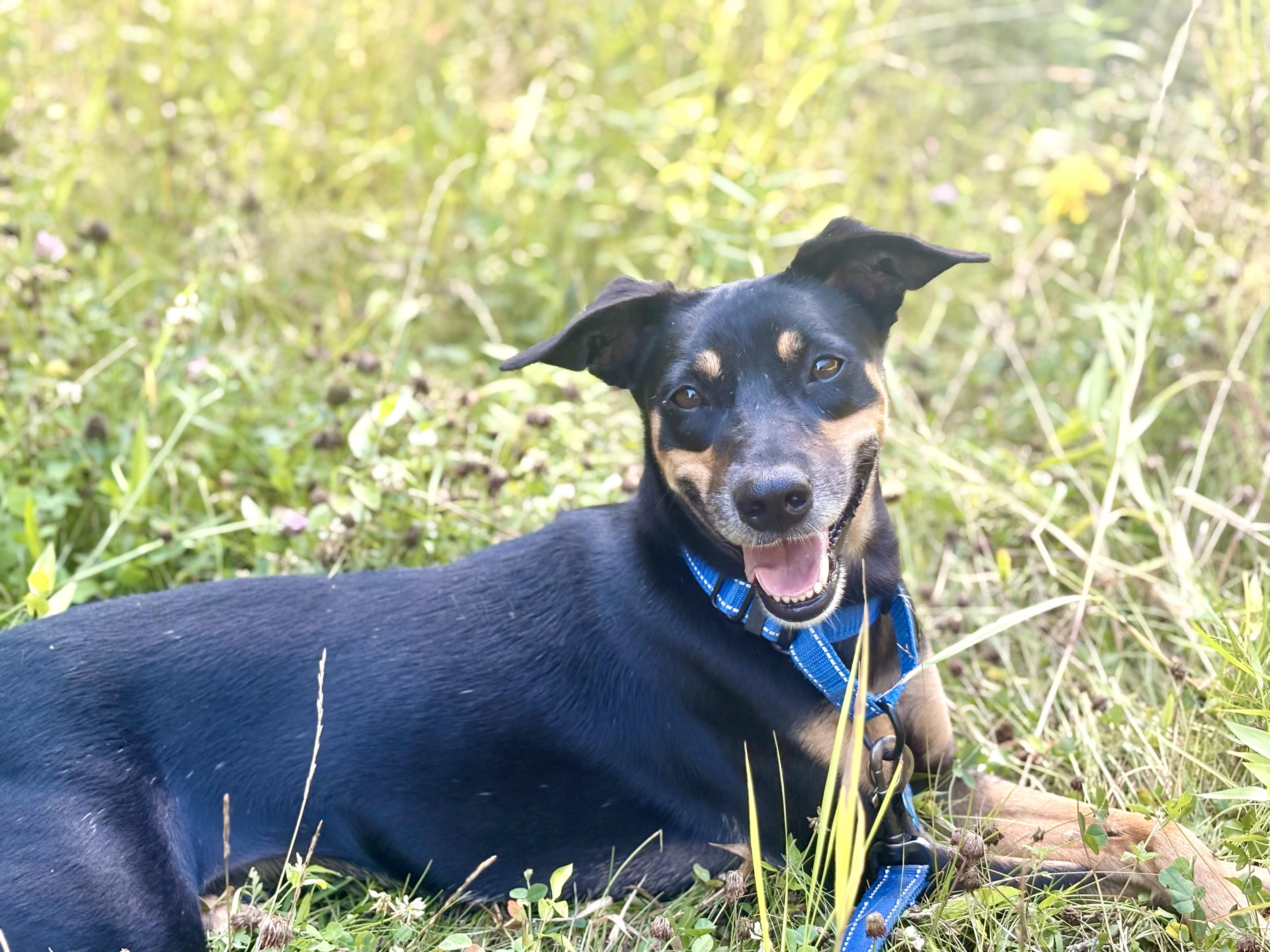 Enlarge Nero, a Adopted mixed breed in Weare, NH image 3/6