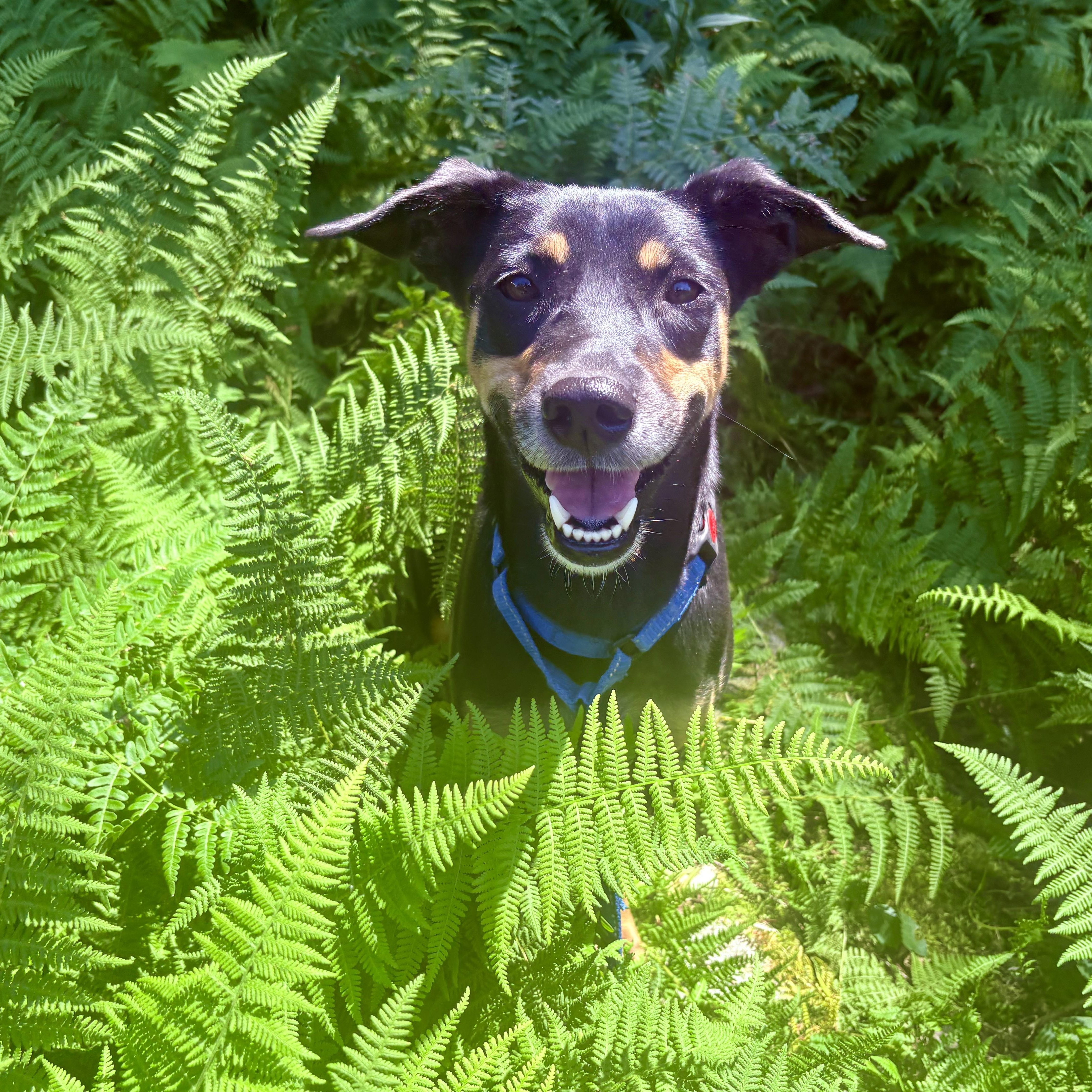 Enlarge Nero, a Adopted mixed breed in Weare, NH image 2/6