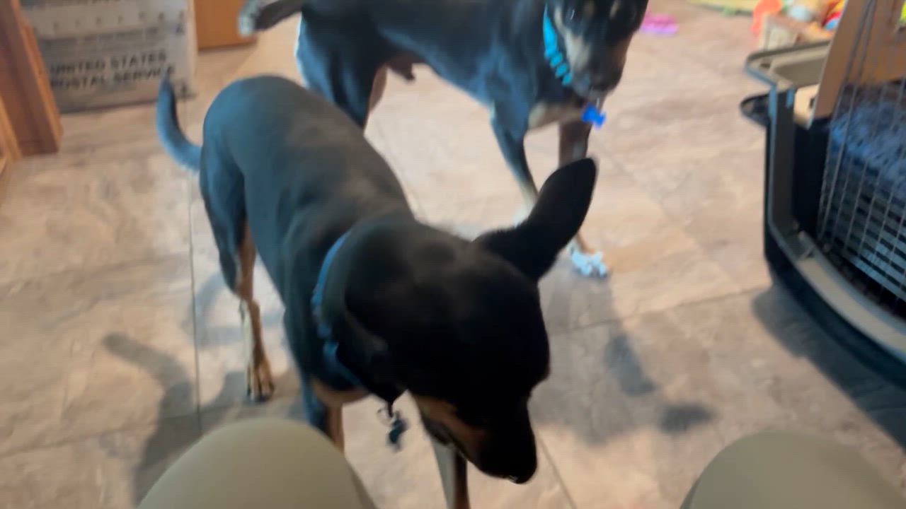 Enlarge Nero, a Adopted mixed breed in Weare, NH video 5/6