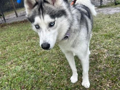 Lobo, Adoptable, Young Female Siberian Husky & Mixed Breed.