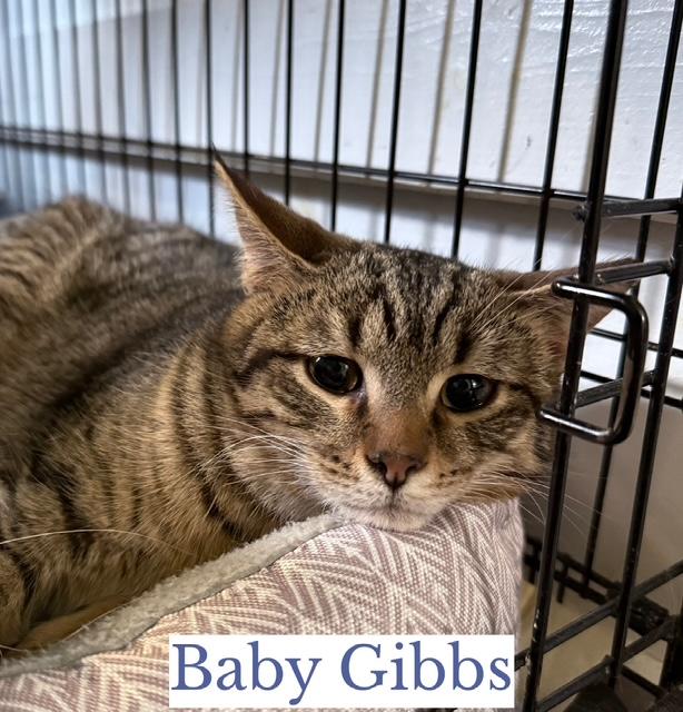 Enlarge Baby Gibbs, a ADOPTABLE Domestic Short Hair in Berkeley Springs, WV image 3/4