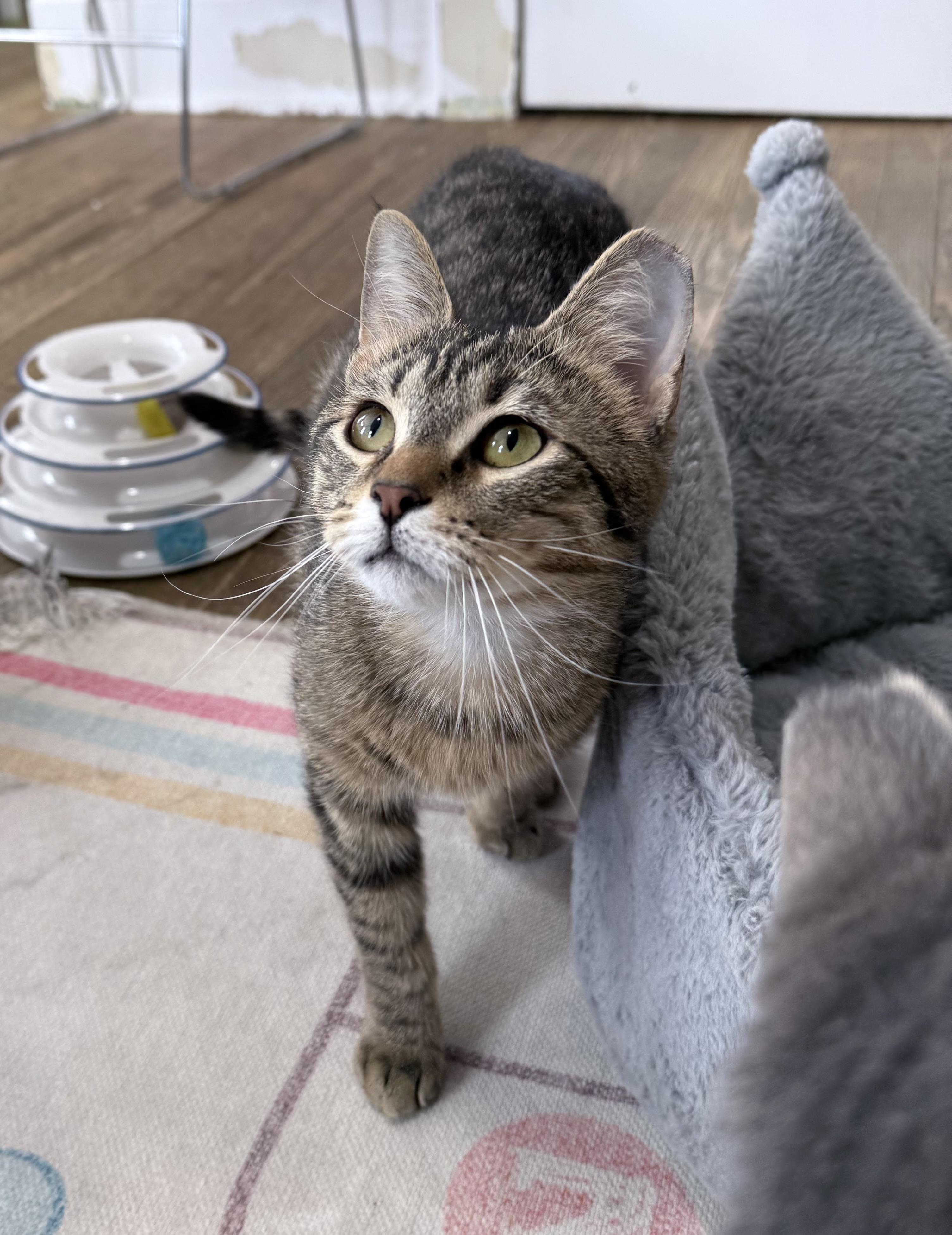 Enlarge Baby Gibbs, a ADOPTABLE Domestic Short Hair in Berkeley Springs, WV image 1/4