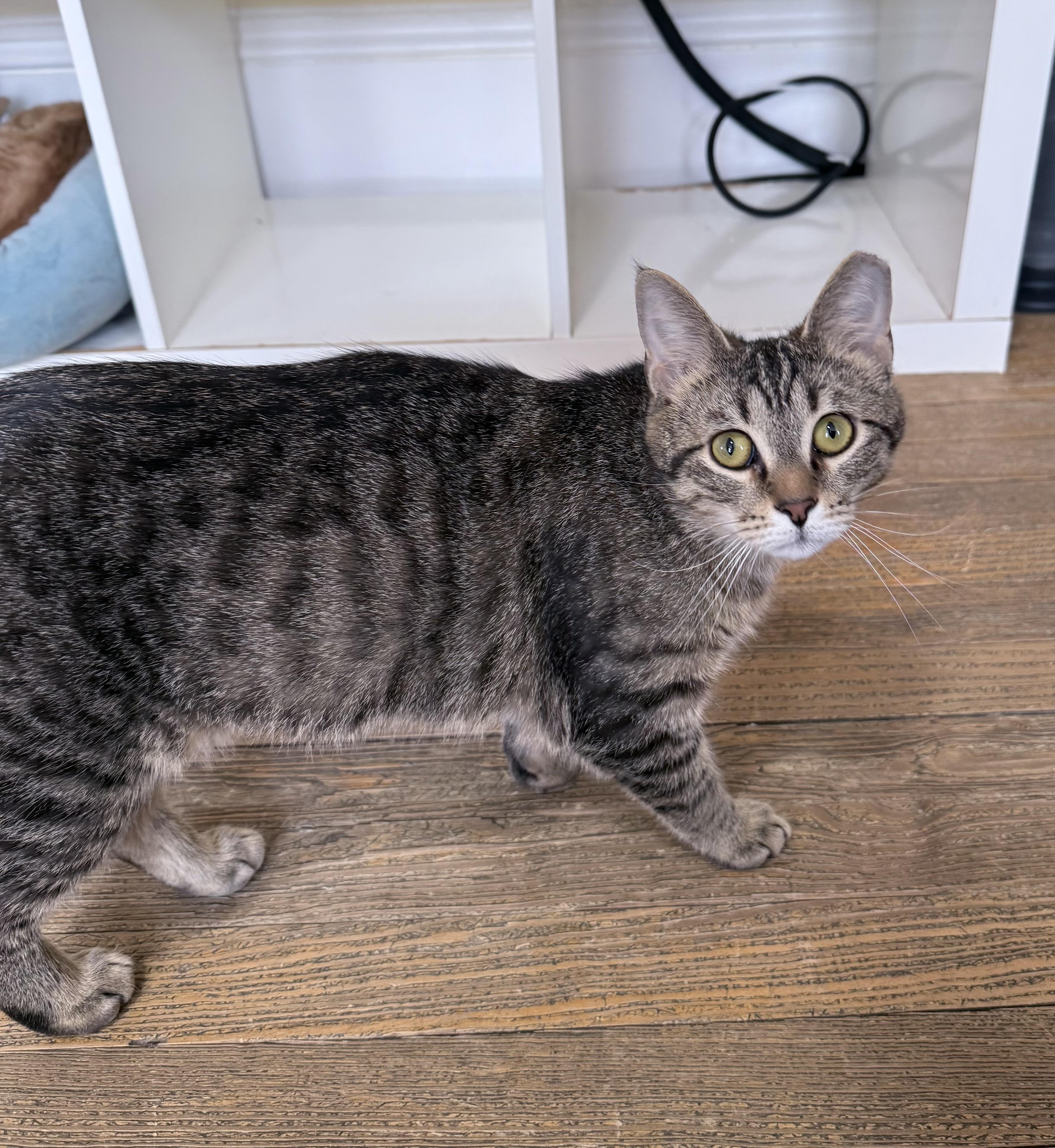 Enlarge Baby Gibbs, a ADOPTABLE Domestic Short Hair in Berkeley Springs, WV image 2/4