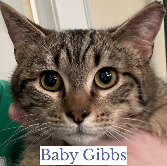 Enlarge Baby Gibbs, a ADOPTABLE Domestic Short Hair in Berkeley Springs, WV image 4/4