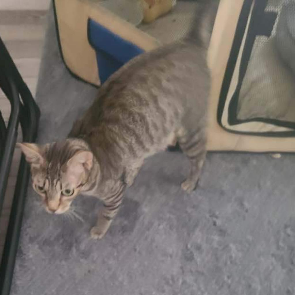 Enlarge Chloe (Mom), a Adoptable Domestic Short Hair in Baytown, TX image 1/4