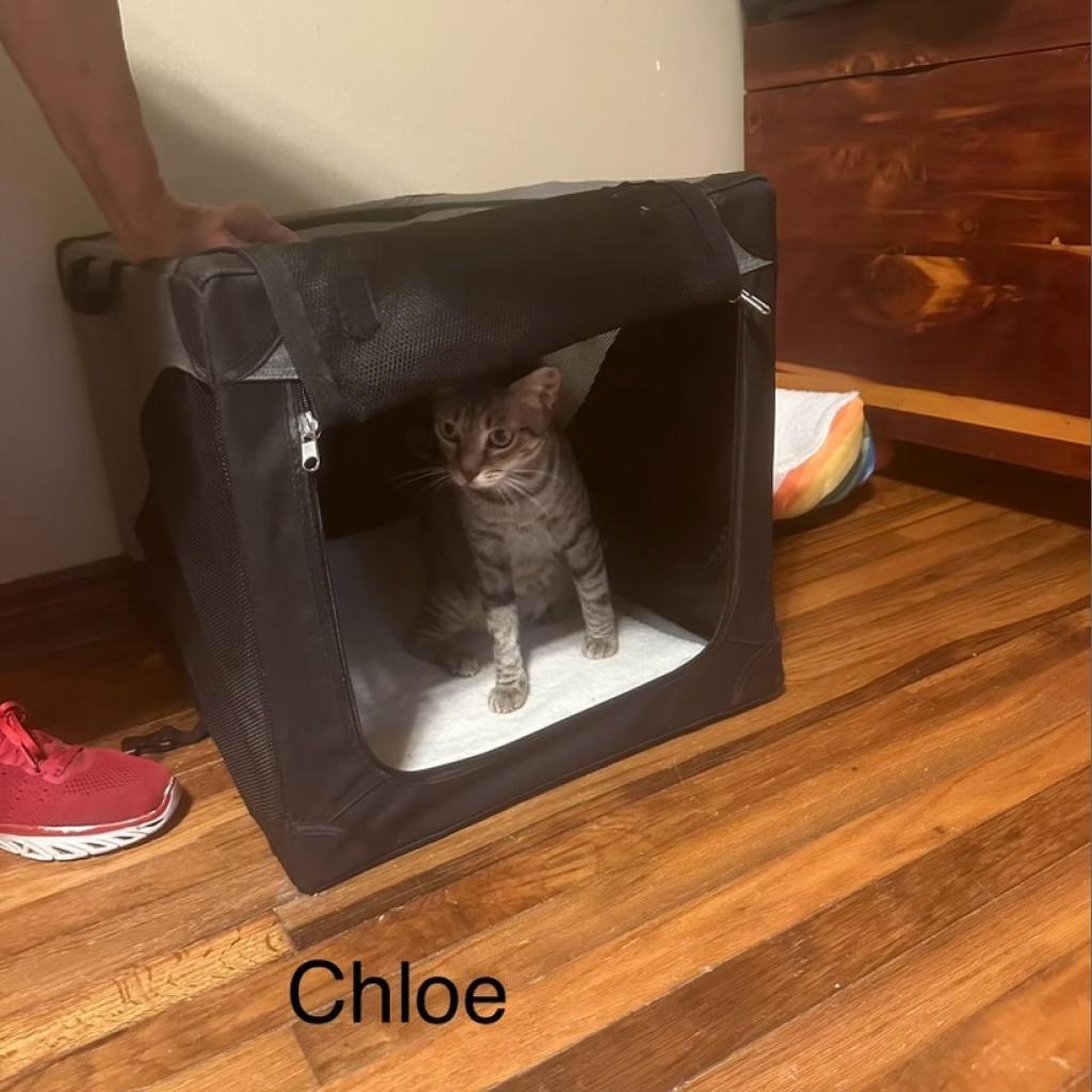 Enlarge Chloe (Mom), a Adoptable Domestic Short Hair in Baytown, TX image 2/4