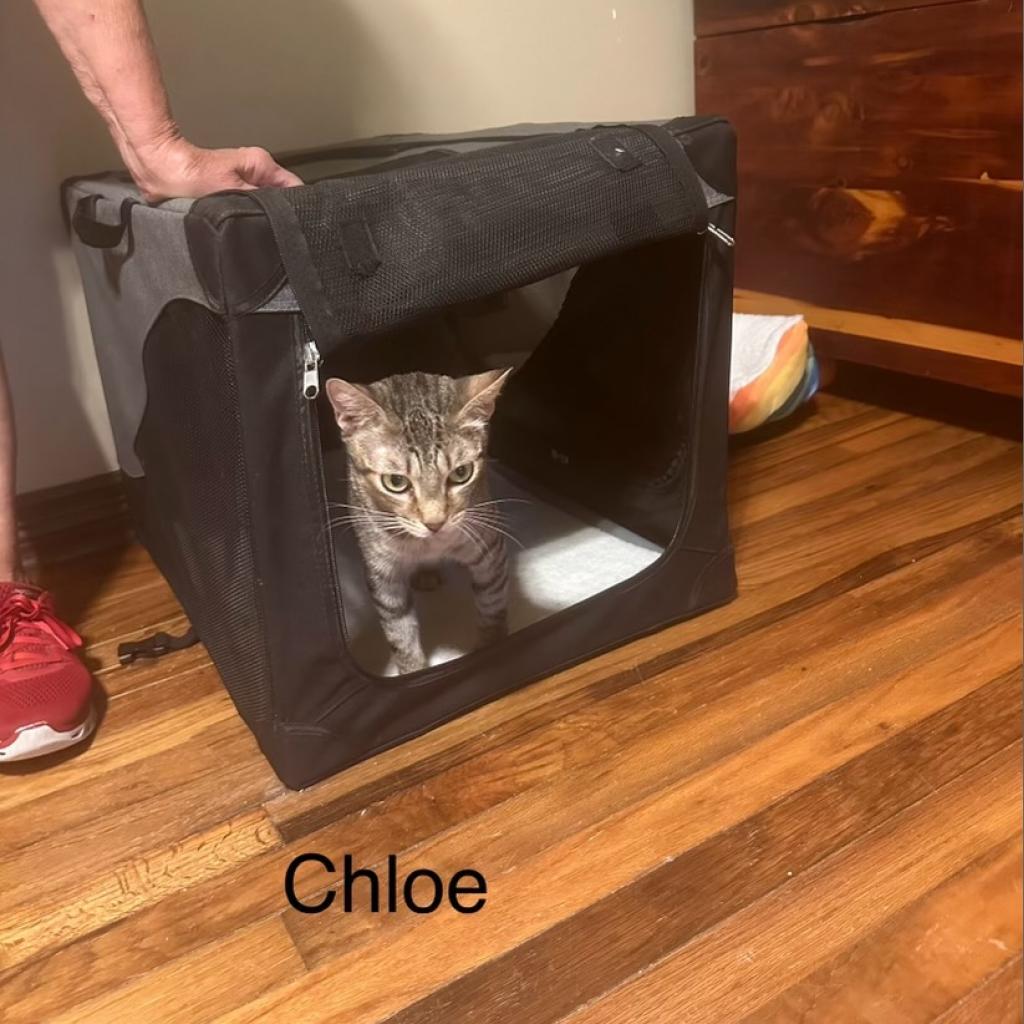 Chloe (Mom) — thumbnail 3