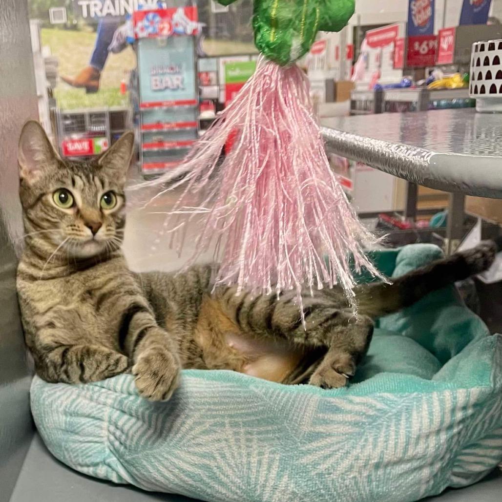 Enlarge Chloe (Mom), a Adoptable Domestic Short Hair in Baytown, TX image 4/4