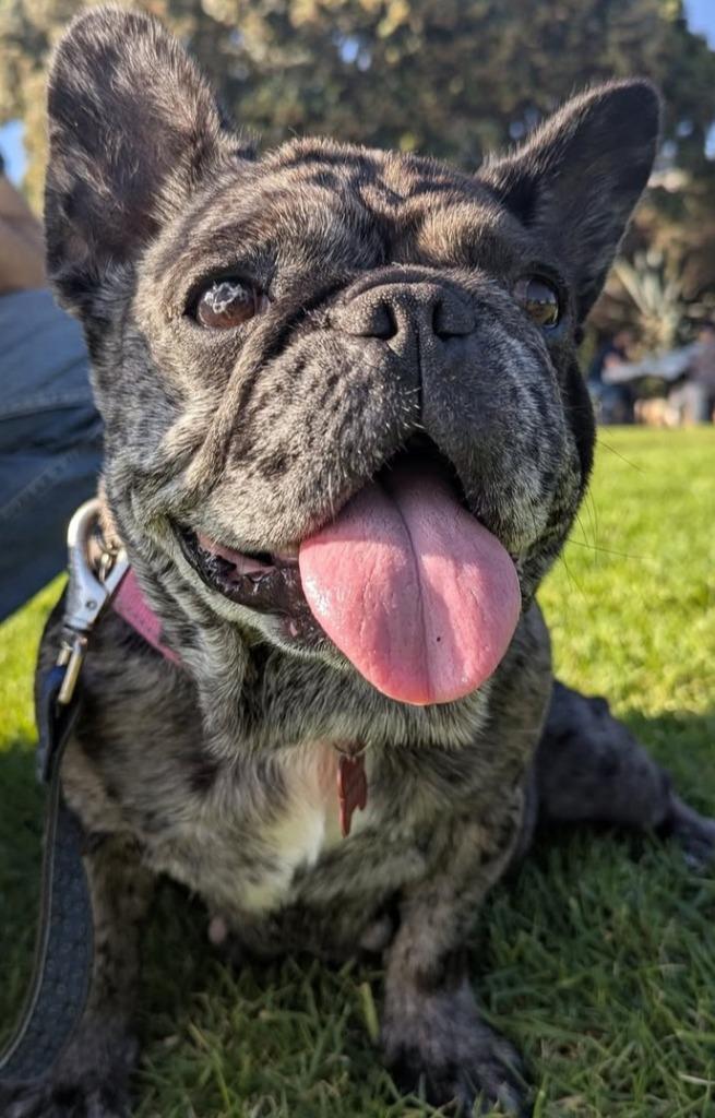 Enlarge Cookie Crisp - Adopt Me!, a Adoptable mixed breed in Lake Forest, CA image 1/6