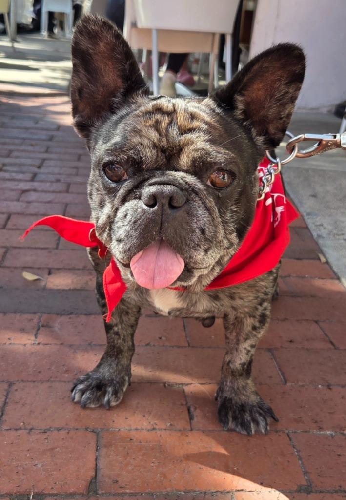 Cookie Crisp - Adopt Me!, a Adoptable mixed breed in Lake Forest, CA image 1/6