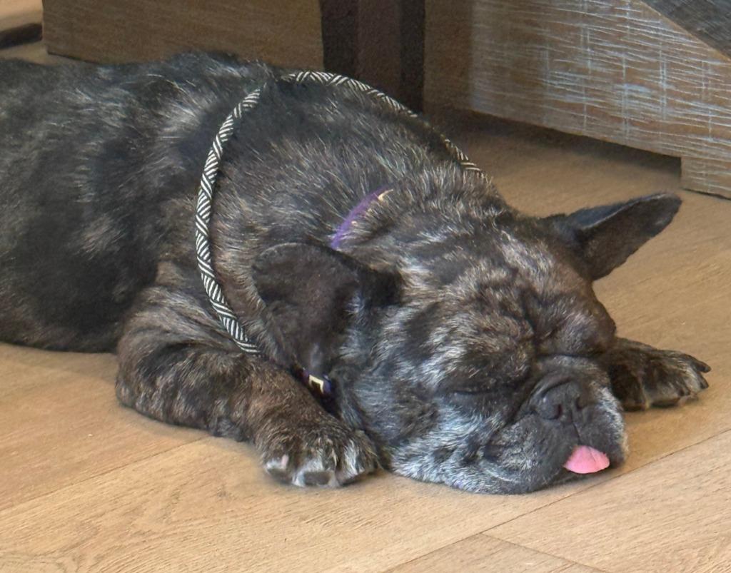 Enlarge Cookie Crisp - Adopt Me!, a Adoptable mixed breed in Lake Forest, CA image 2/6