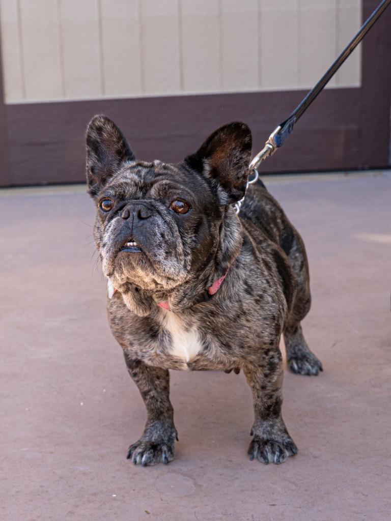 Cookie Crisp - Adopt Me!, Adoptable, Adult Female French Bulldog.