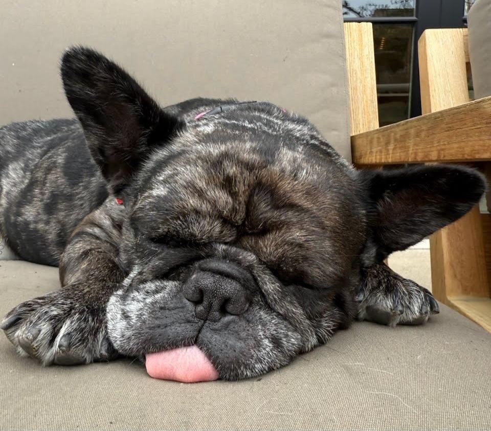 Cookie Crisp - Adopt Me!, Adoptable, Adult Female French Bulldog.